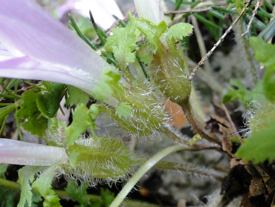 Pedicularis acaulis Scop. / Pedicolare primaticcia